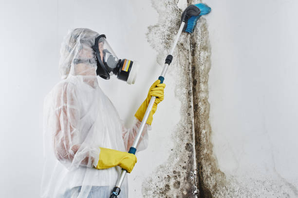 Best Professional Mold Removal  in Lynnwood, WA