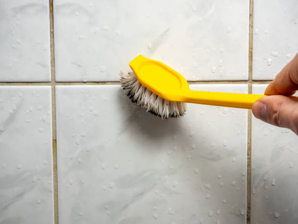 Best Mold Removal and Inspection  in Lynnwood, WA