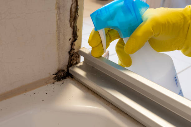Best Mold Testing  in Lynnwood, WA