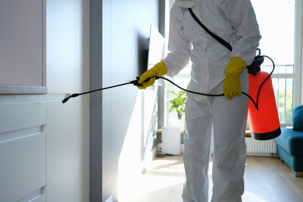 Best Same-Day Mold Removal  in Lynnwood, WA