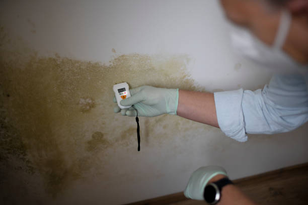 Best Best Mold Removal Companies  in Lynnwood, WA