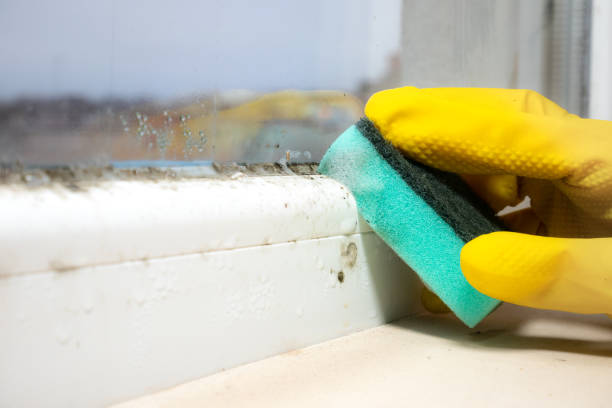 Best Certified Mold Removal  in Lynnwood, WA
