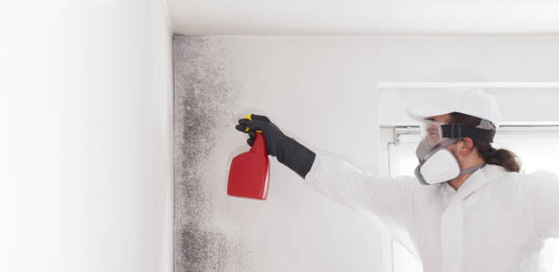 Best Black Mold Removal  in Lynnwood, WA