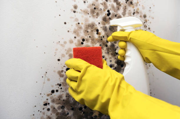 Lynnwood, WA Mold Removal Company