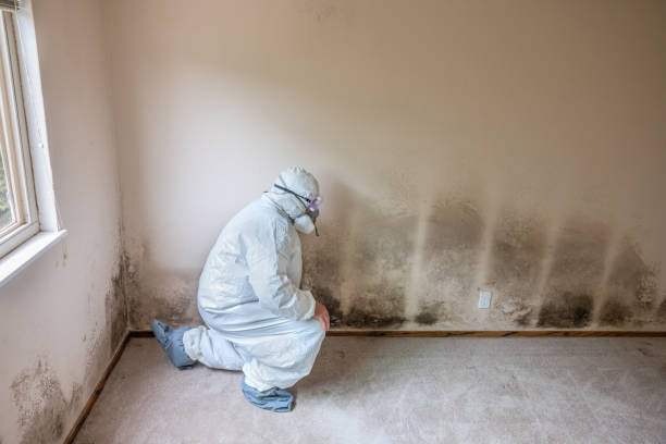 Best Commercial Mold Removal  in Lynnwood, WA