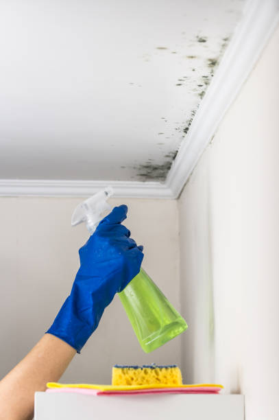 Best Professional Mold Removal  in Lynnwood, WA